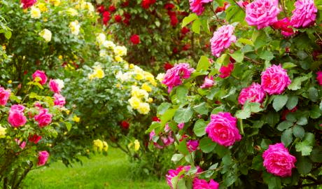 Rosen und Gartenmesse in Kronach