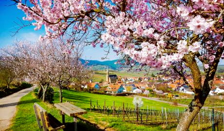 3 Tage Mandelblüte in der Pfalz